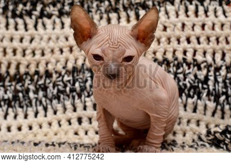 Cute Little Sphinx Cat. Don Sphynx Kitten On A Black And White Background