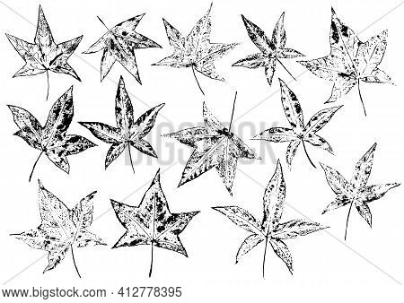 Ink Prints Of Ajure Five-point Leaves On White Background