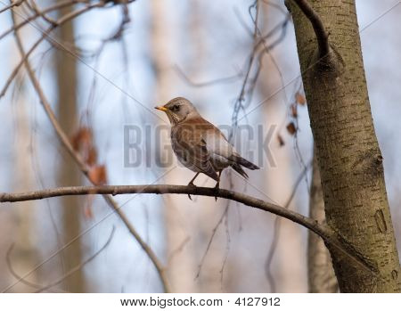 Fieldfare ร้องในฤดูใบไม้ผลิ