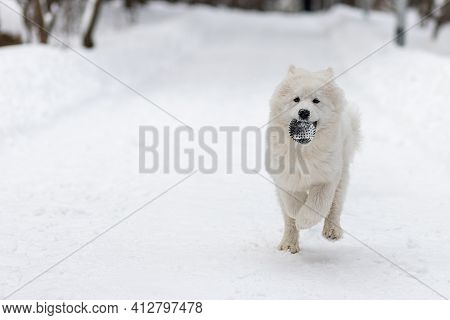 Dog Breed White Samoyed Laika Runs Along Snowy Forest Path With Rubber Ball In Its Teeth. General Pl