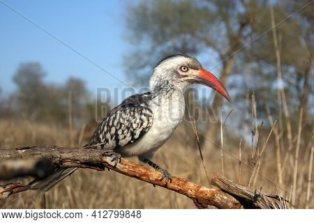 Red-billed Hornbill (tockus Rufirostris) Sitting On The Branch In Savana, Wide-angle Shot From Below