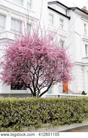 Portland Road, Notting Hill, London, England, United Kingdom - March 05 2021 Tree Blossoming During 