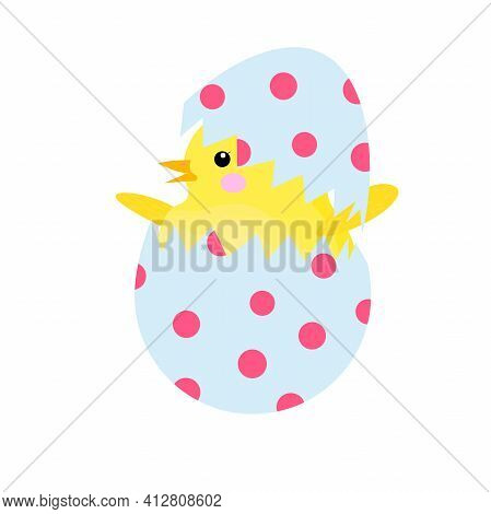 The Chicken Hatched From The Egg. A Newborn Chicken. Easter Egg.