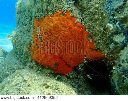Oyster Sponge Or Orange-red Encrusting Sponge (crambe Crambe) Undersea, Aegean Sea, Greece, Halkidik