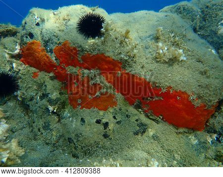 Oyster Sponge Or Orange-red Encrusting Sponge (crambe Crambe) Undersea, Aegean Sea, Greece, Halkidik