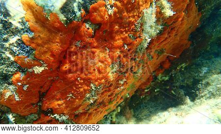 Oyster Sponge Or Orange-red Encrusting Sponge (crambe Crambe) Undersea, Aegean Sea, Greece, Halkidik