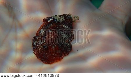 Redbrown Nudibranch Or Redbrown Leathery Doris (platydoris Argo) Undersea On The Hand Of A Diver, Ae