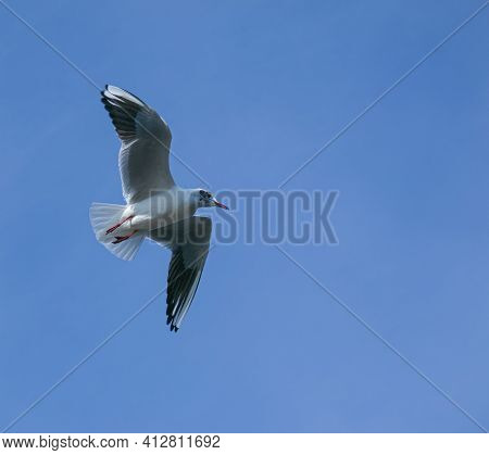 Seagull Flying Against The Blue Sky. Most Gulls Belong To The Large Genus Larus. In Everyday Life, R
