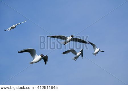 Group Of Seagulls Flying Against The Blue Sky. Most Gulls Belong To The Large Genus Larus. In Everyd