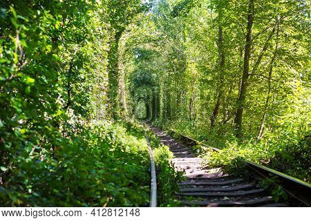 Natural Tunnel Of Love Formed By Trees In Ukraine, Klevan.