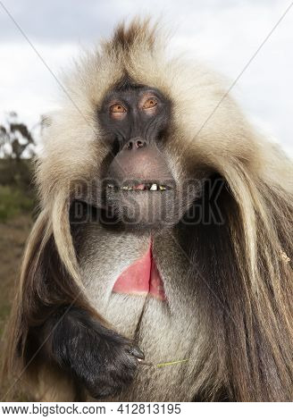 Impressive Portrait Of A Rare Gelada Monkey (theropithecus Gelada) In Simien Mountains, Ethiopia.