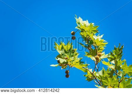 Green Leaves Of Pltatanus Oreintalis Tree On Blue Sky Background. Platanus Orientalis, The Old World