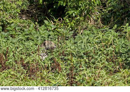 Jaguar, Panthera Onca, Is A Large Felid Species And The Only Extant Member Of The Genus Panthera Nat