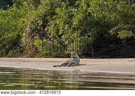 Jaguar, Panthera Onca, Is A Large Felid Species And The Only Extant Member Of The Genus Panthera Nat