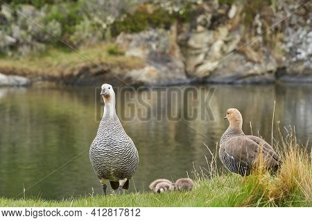 Chloephaga Picta, Upland Goose Or Magellan Goose Is A Sheldgoose Subfamily Of The Anatidae. Family W