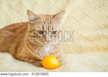 Funny Fat Ginger Cat Holding Orange Painted Eggs For Easter. High Quality Photo