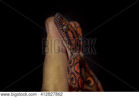 Epicrates Cenchria Is A Boa Species Endemic To Central And South America. Common Names Include The R