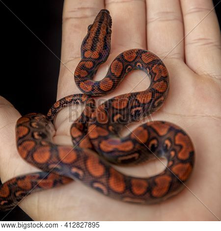 Epicrates Cenchria Is A Boa Species Endemic To Central And South America. Common Names Include The R