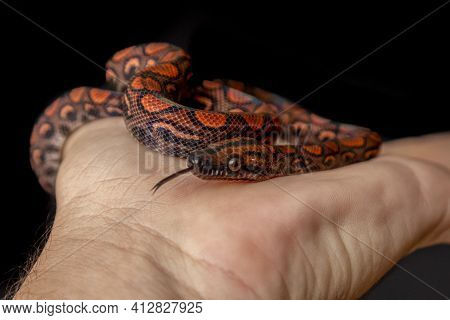 Epicrates Cenchria Is A Boa Species Endemic To Central And South America. Common Names Include The R