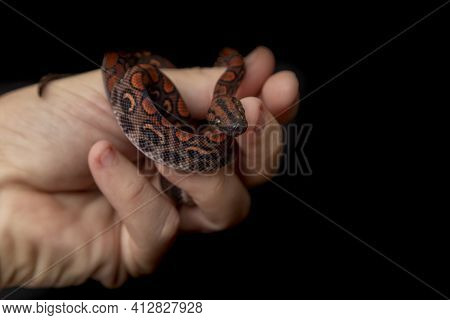 Epicrates Cenchria Is A Boa Species Endemic To Central And South America. Common Names Include The R