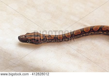 Epicrates Cenchria Is A Boa Species Endemic To Central And South America. Common Names Include The R