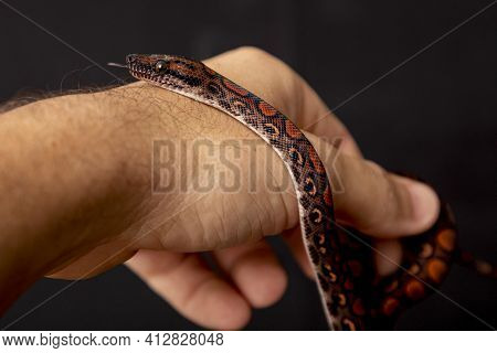 Epicrates Cenchria Is A Boa Species Endemic To Central And South America. Common Names Include The R