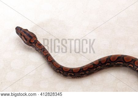Epicrates Cenchria Is A Boa Species Endemic To Central And South America. Common Names Include The R