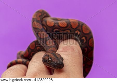 Epicrates Cenchria Is A Boa Species Endemic To Central And South America. Common Names Include The R