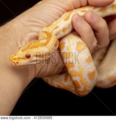 Gold Python, Reticulated Python (python Reticulatus), Serpent