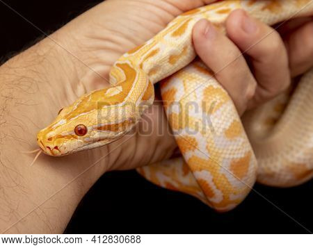 Gold Python, Reticulated Python (python Reticulatus)