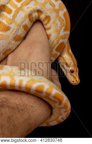 Gold Python, Reticulated Python (python Reticulatus)