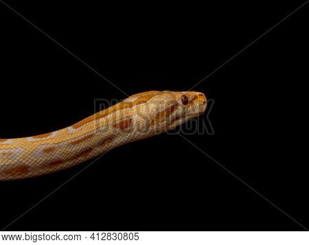 Gold Python, Reticulated Python (python Reticulatus)