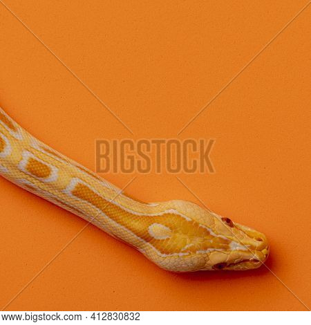 Gold Python, Reticulated Python (python Reticulatus)