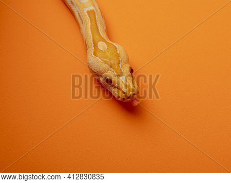Gold Python, Reticulated Python (python Reticulatus)