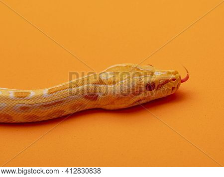 Gold Python, Reticulated Python (python Reticulatus)