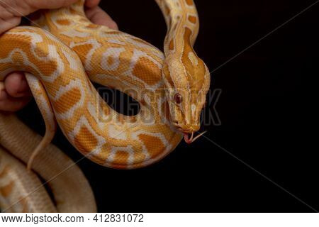 Gold Python, Reticulated Python (python Reticulatus)