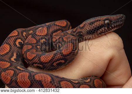 Epicrates Cenchria Is A Boa Species Endemic To Central And South America. Common Names Include The R