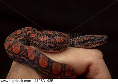 Epicrates Cenchria Is A Boa Species Endemic To Central And South America. Common Names Include The R