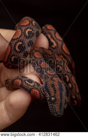 Epicrates Cenchria Is A Boa Species Endemic To Central And South America. Common Names Include The R