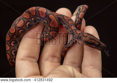 Epicrates Cenchria Is A Boa Species Endemic To Central And South America. Common Names Include The R