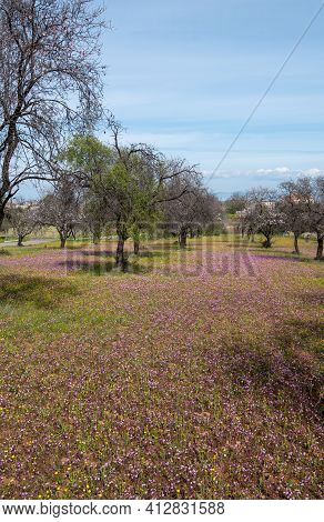 Field With Almond Trees And Purple Vail Of Flowers In The Ground. Outdoor Landscape With Blooming Fl
