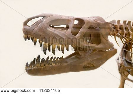 The Skull Of The Predatory Theropod Dinosaur Tarbosaurus (latin: Tarbosaurus Bataar) Is Isolated On 