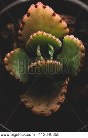 Macro Close Up Portrait Of Kalanchoe Fedtschenkoi