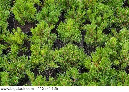 Rows Of Pots With Small Conifers (pinus Mugo, Known As Bog Pine, Creeping Pine Or Dwarf Mountain Pin