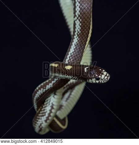 The California Kingsnake (lampropeltis Californiae) Is A Nonvenomous Colubrid Snake Endemic To The W