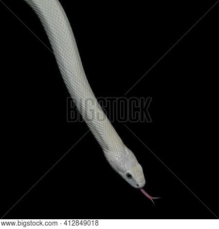The Texas Rat Snake (elaphe Obsoleta Lindheimeri ) Is A Subspecies Of Rat Snake, A Nonvenomous Colub
