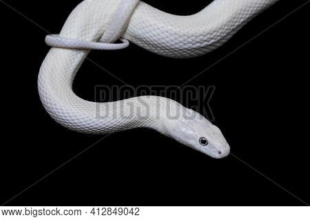 The Texas Rat Snake (elaphe Obsoleta Lindheimeri ) Is A Subspecies Of Rat Snake, A Nonvenomous Colub