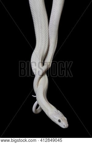 The Texas Rat Snake (elaphe Obsoleta Lindheimeri ) Is A Subspecies Of Rat Snake, A Nonvenomous Colub