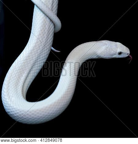 The Texas Rat Snake (elaphe Obsoleta Lindheimeri ) Is A Subspecies Of Rat Snake, A Nonvenomous Colub