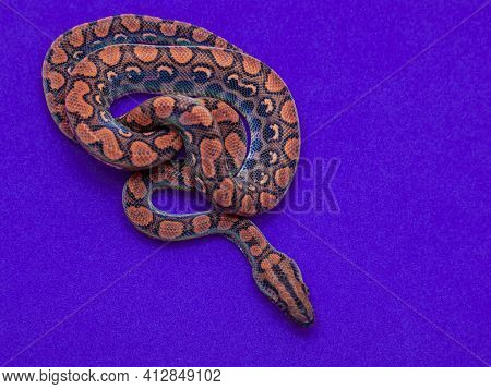 Epicrates Cenchria Is A Boa Species Endemic To Central And South America. Common Names Include The R